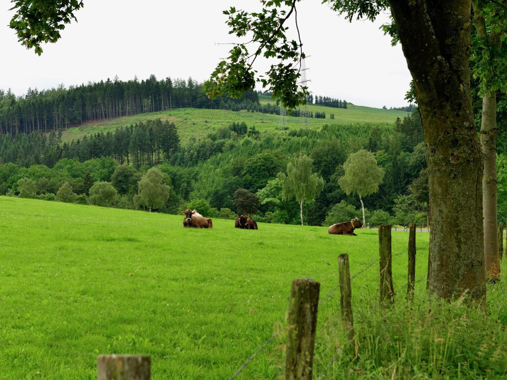 Cozy Holiday Home With Wifi In Hochsauerland Elpe Exteriör bild